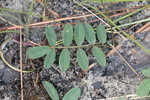 Florida hoarypea